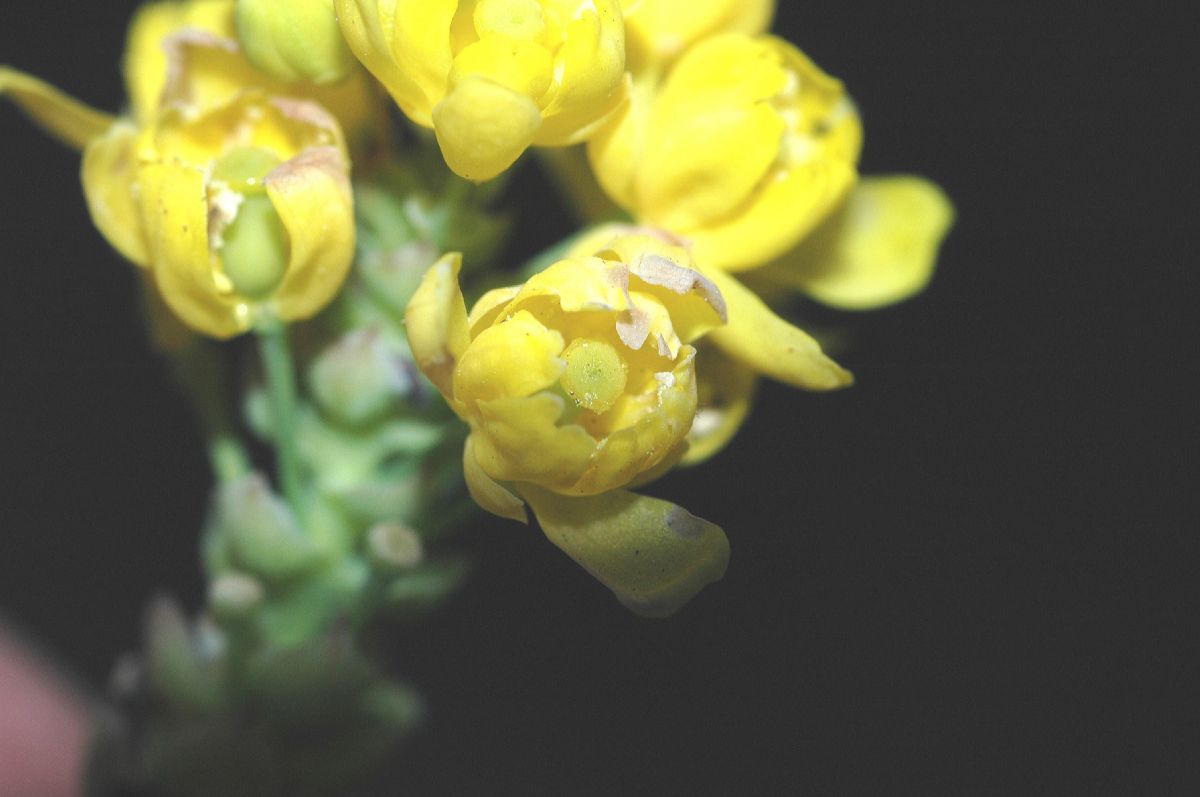 Berberidaceae Mahonia aquifolium