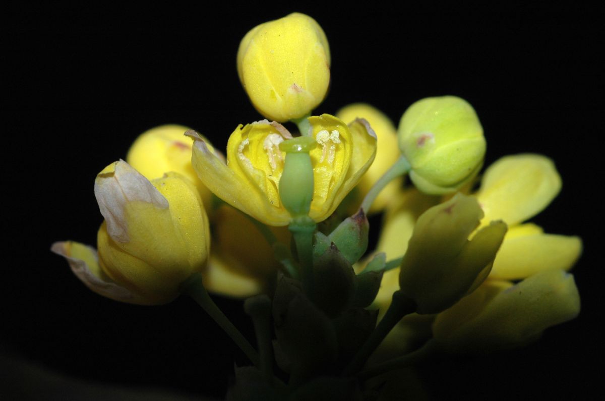 Berberidaceae Mahonia aquifolium