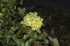 image of Mahonia aquifolium