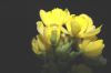 image of Mahonia aquifolium