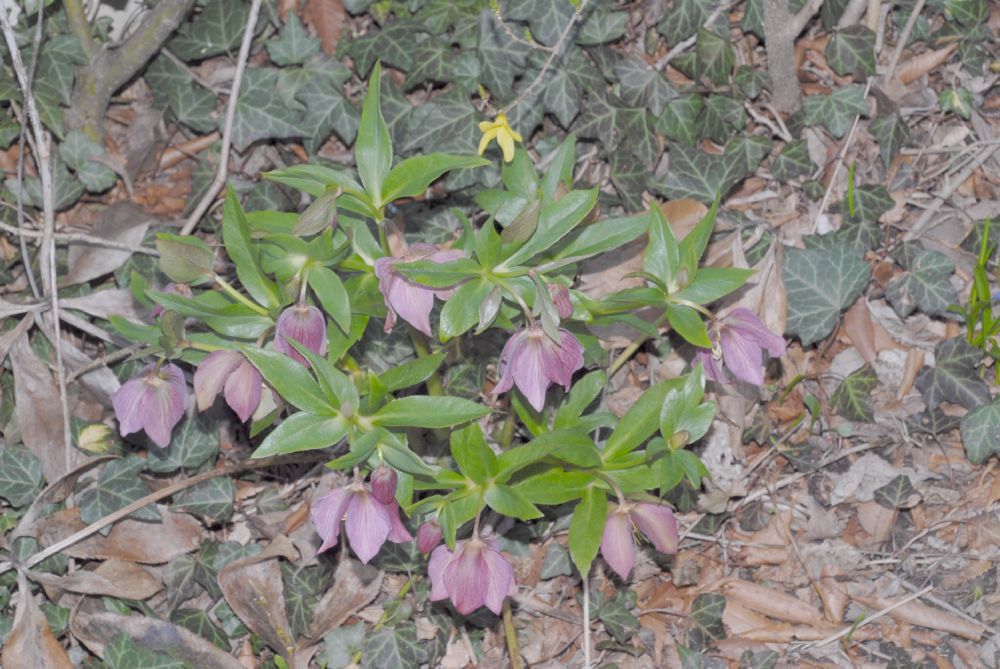 Ranunculaceae Helleborus orientalis
