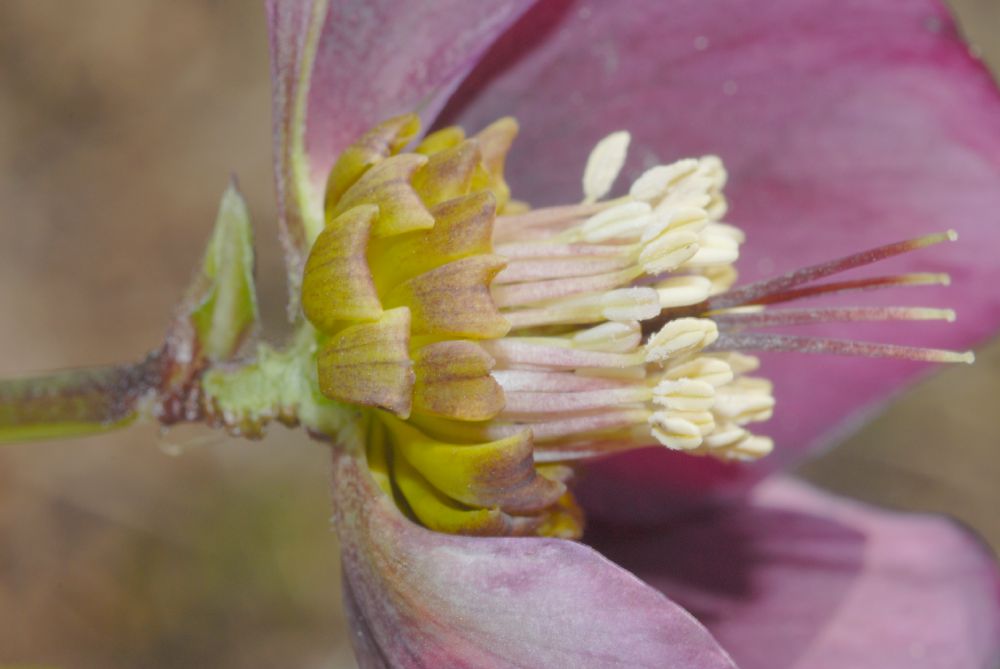 Ranunculaceae Helleborus orientalis