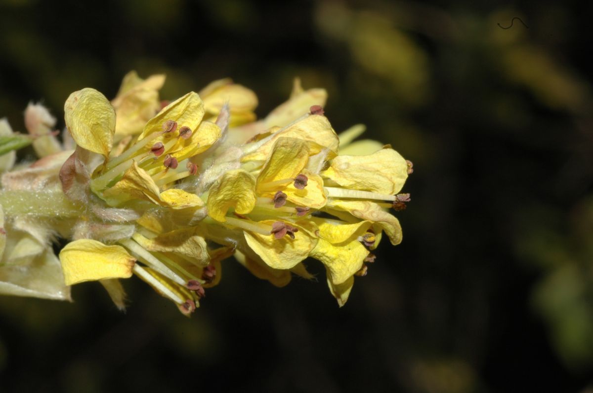 Hamamelidaceae Corylopsis sinensis
