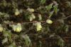 image of Corylopsis pauciflora
