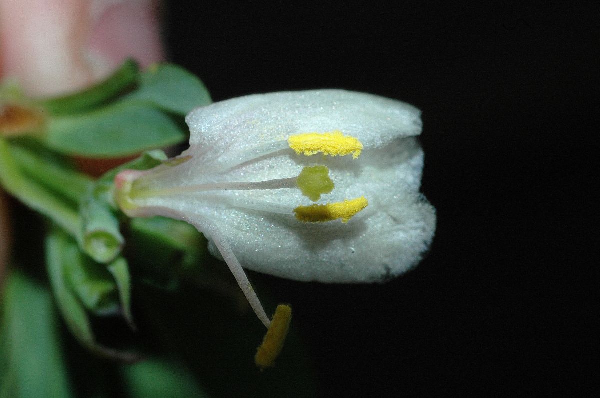 Caprifoliaceae Lonicera fragrantissima