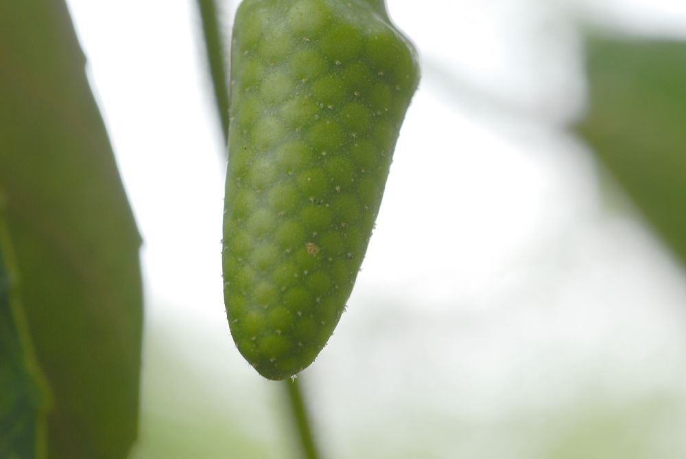 Euphorbiaceae Hura crepitans