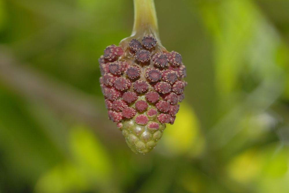 Euphorbiaceae Hura crepitans