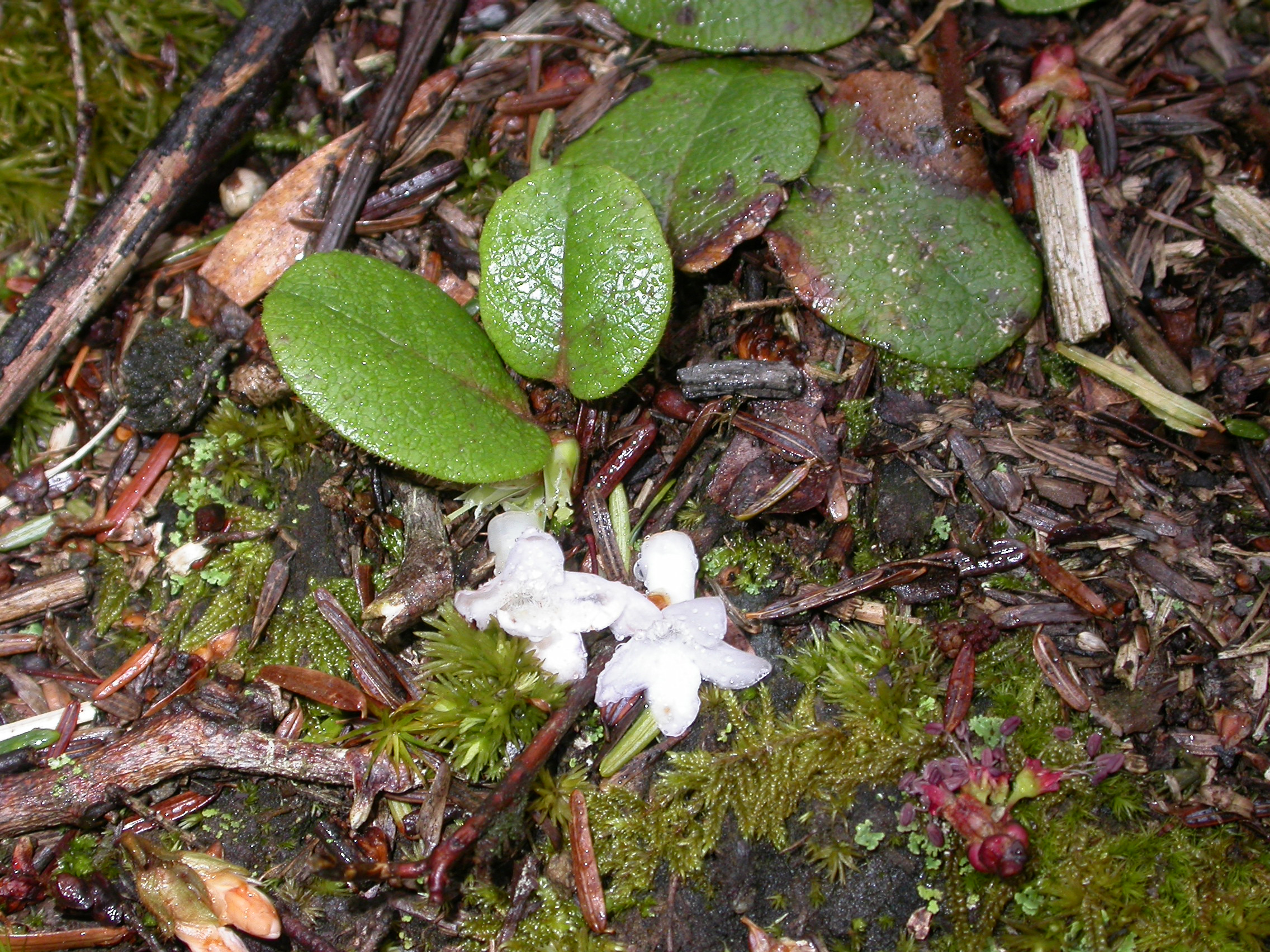 Ericaceae Epigaea repens