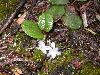 image of Epigaea repens