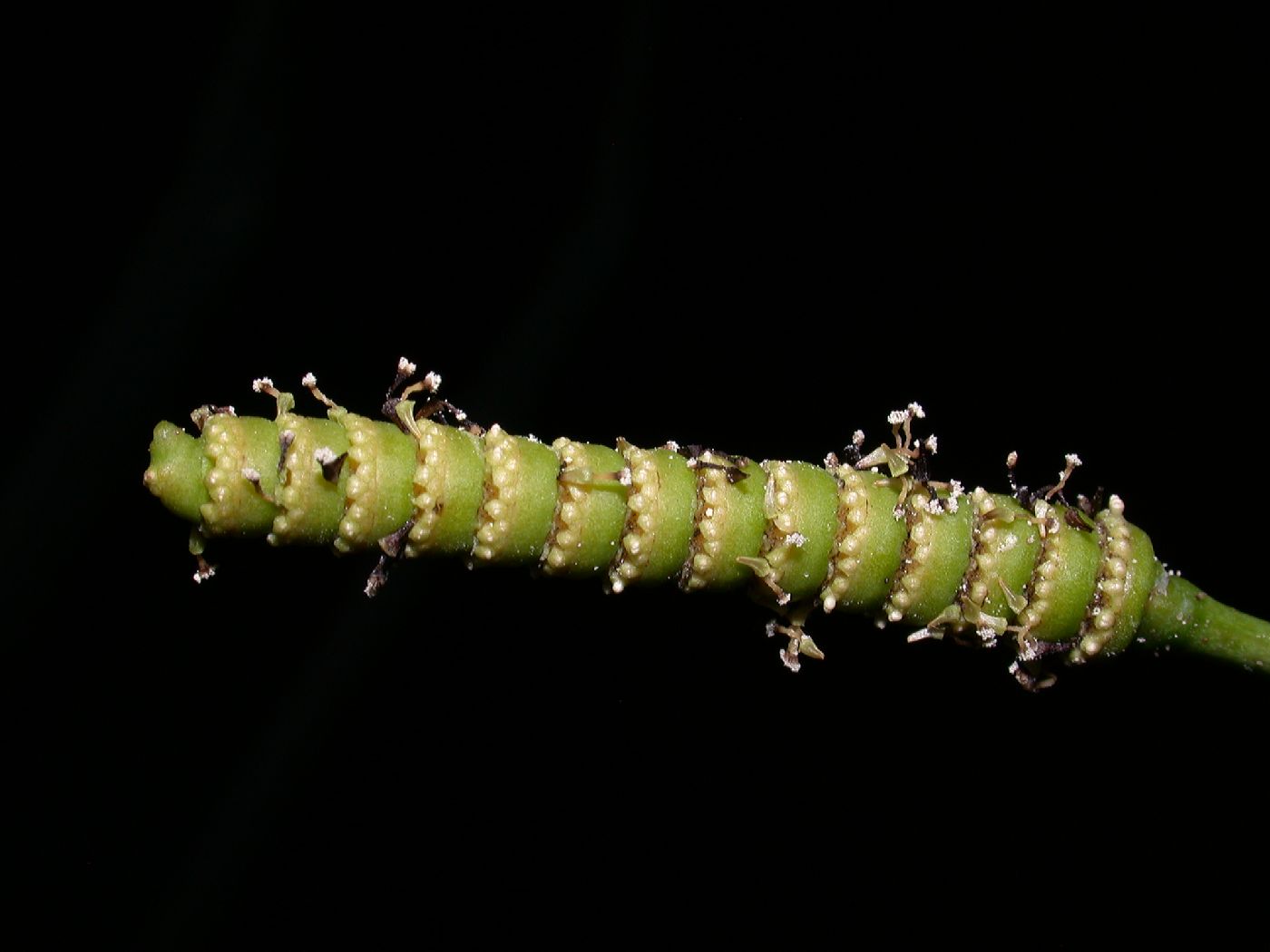 Gnetaceae Gnetum indicum