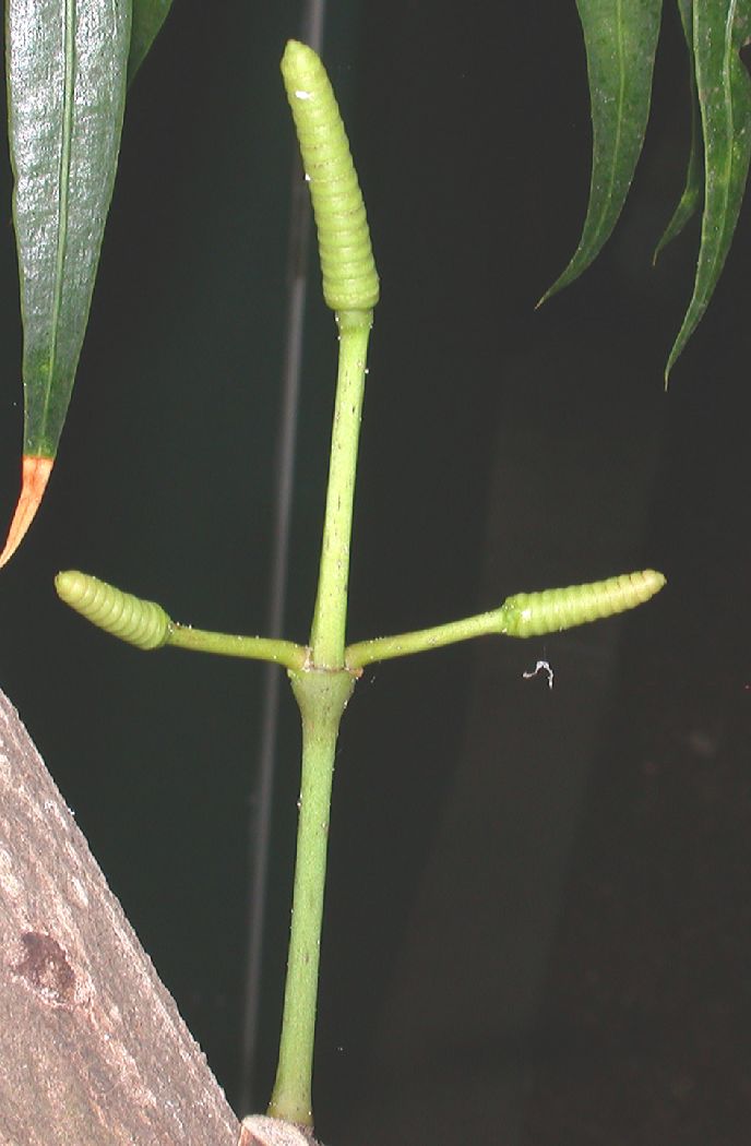 Gnetaceae Gnetum indicum