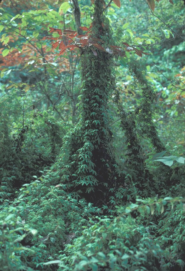 Lygodiaceae Lygodium palmatum