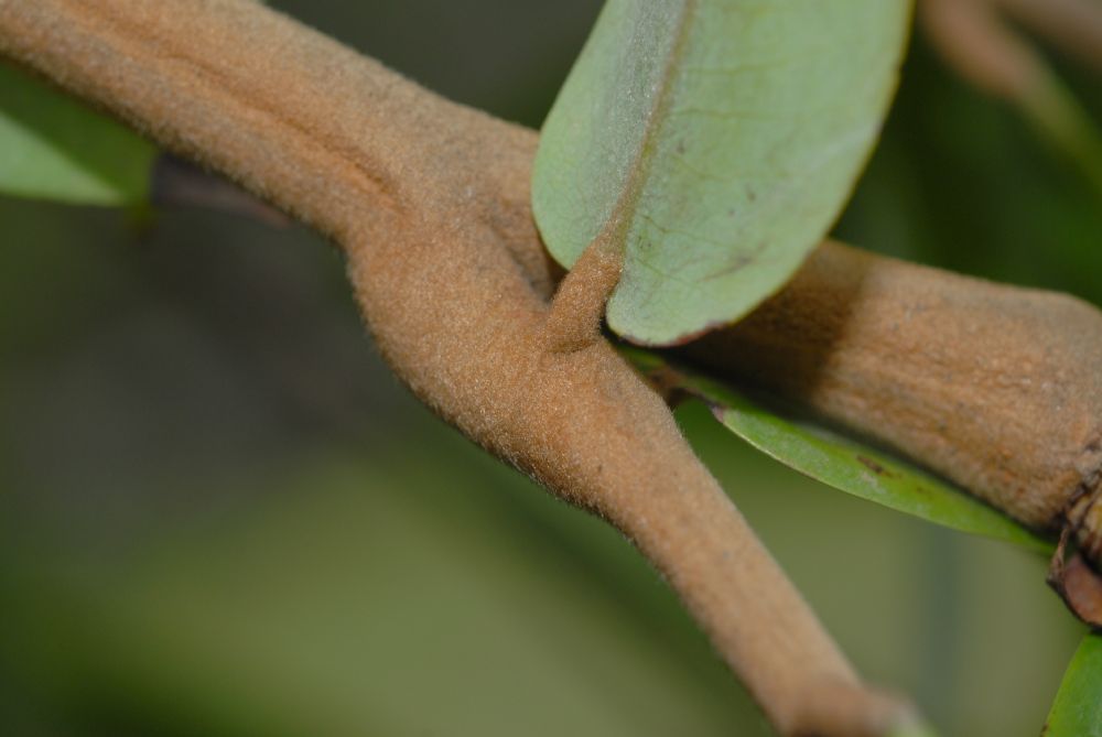 Fabaceae Brownea 