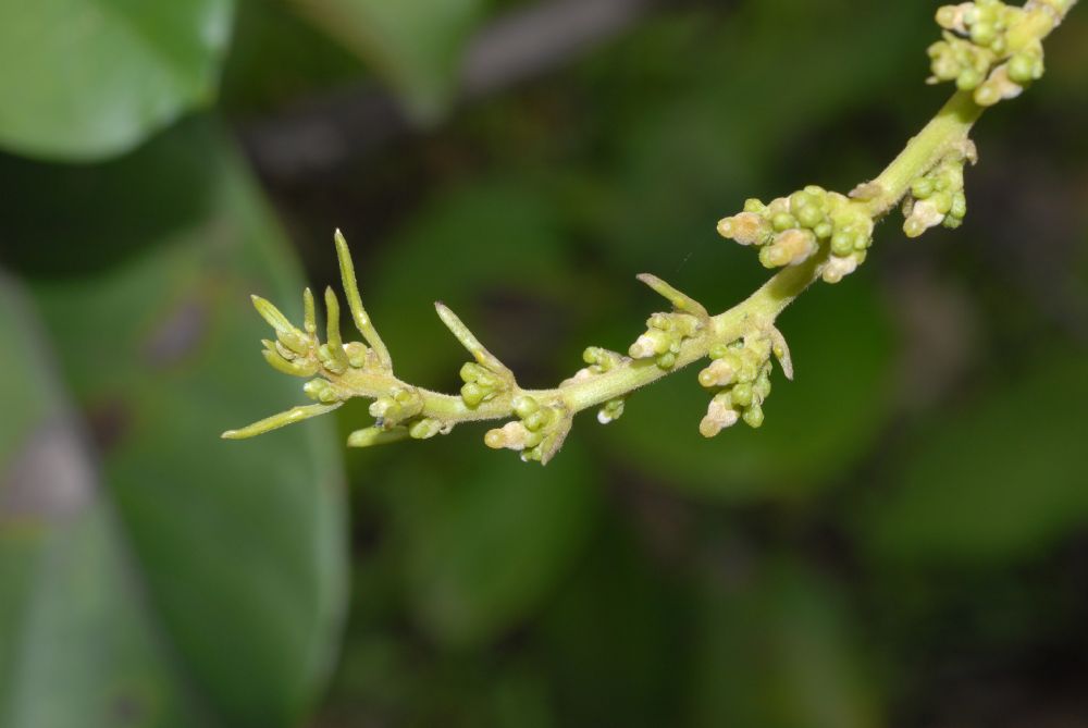 Euphorbiaceae Omphalea diandra