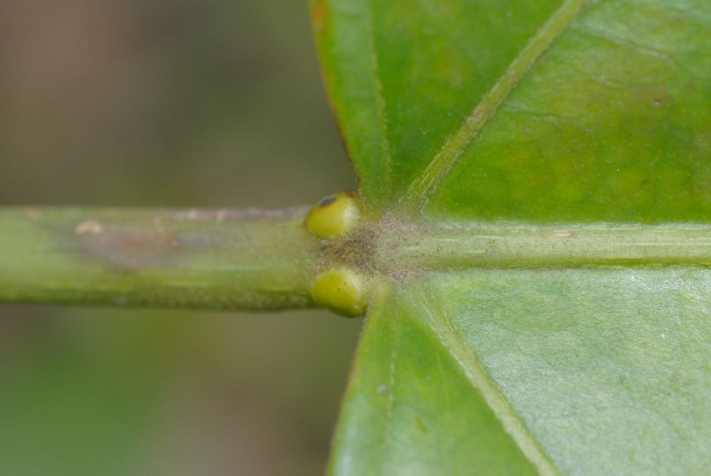 Euphorbiaceae Omphalea diandra