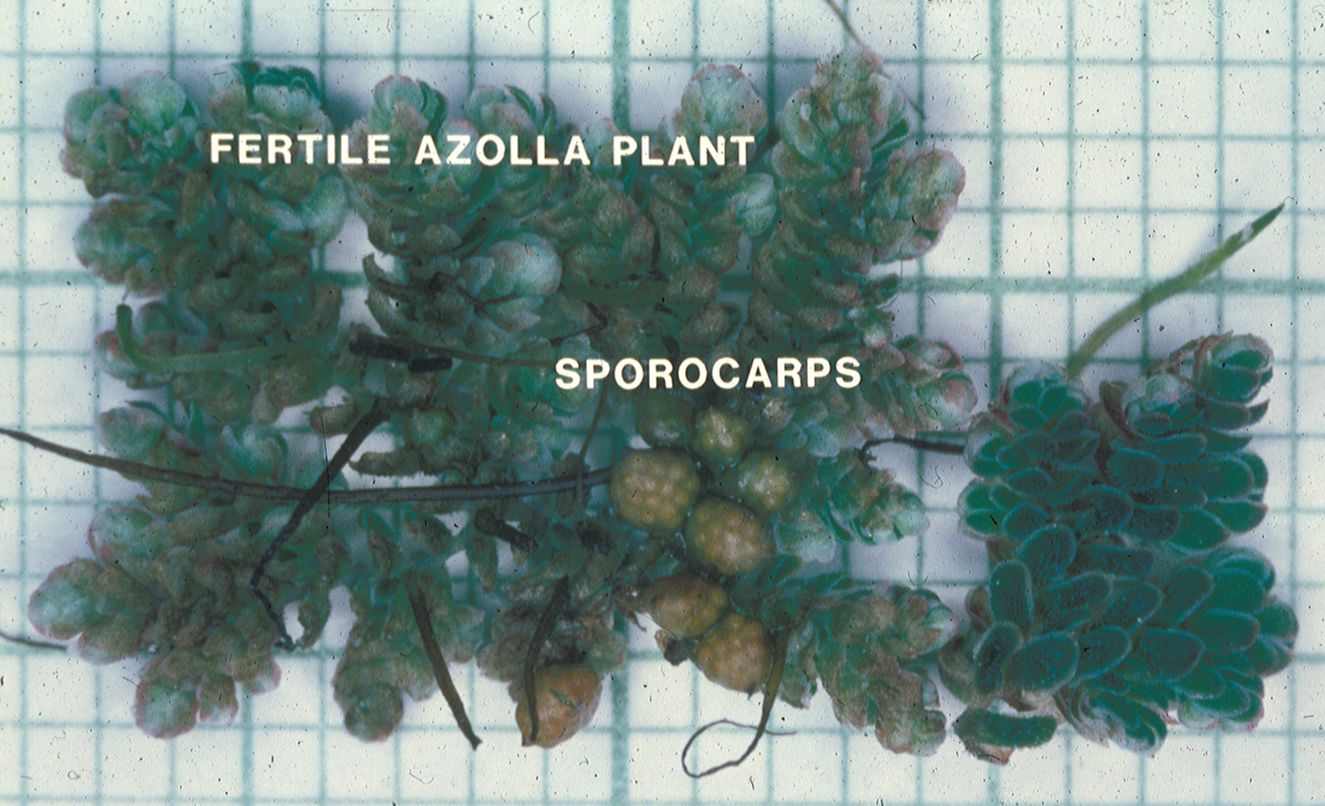 Salviniaceae Azolla caroliniana
