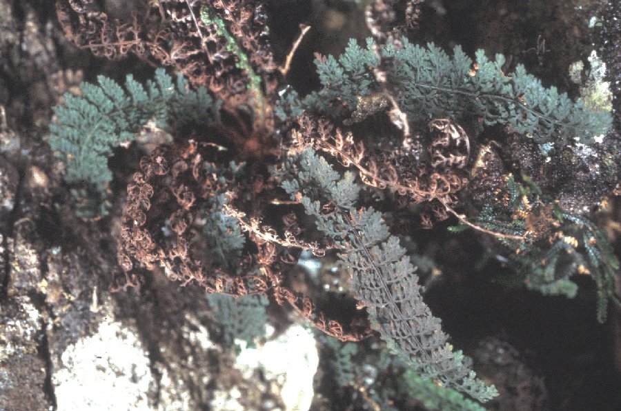 Cyatheaceae Hymenophyllopsis dejecta