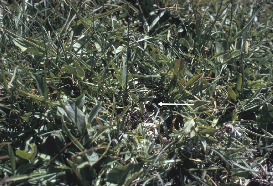 Ophioglossaceae Botrychium simplex