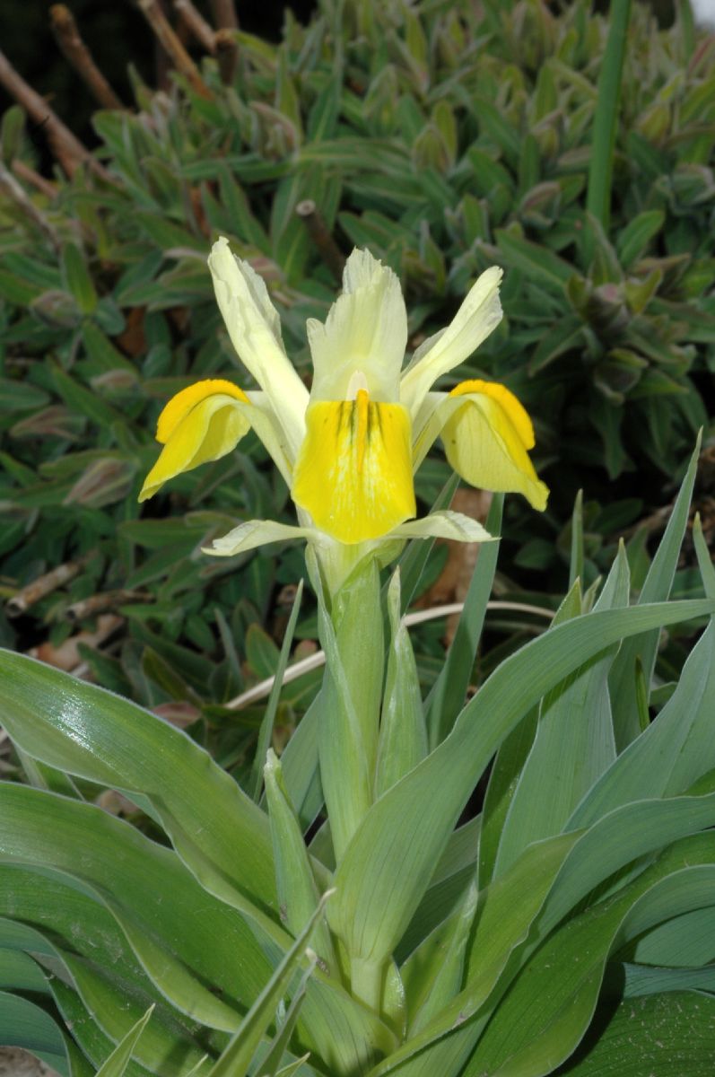 Iridaceae Iris 