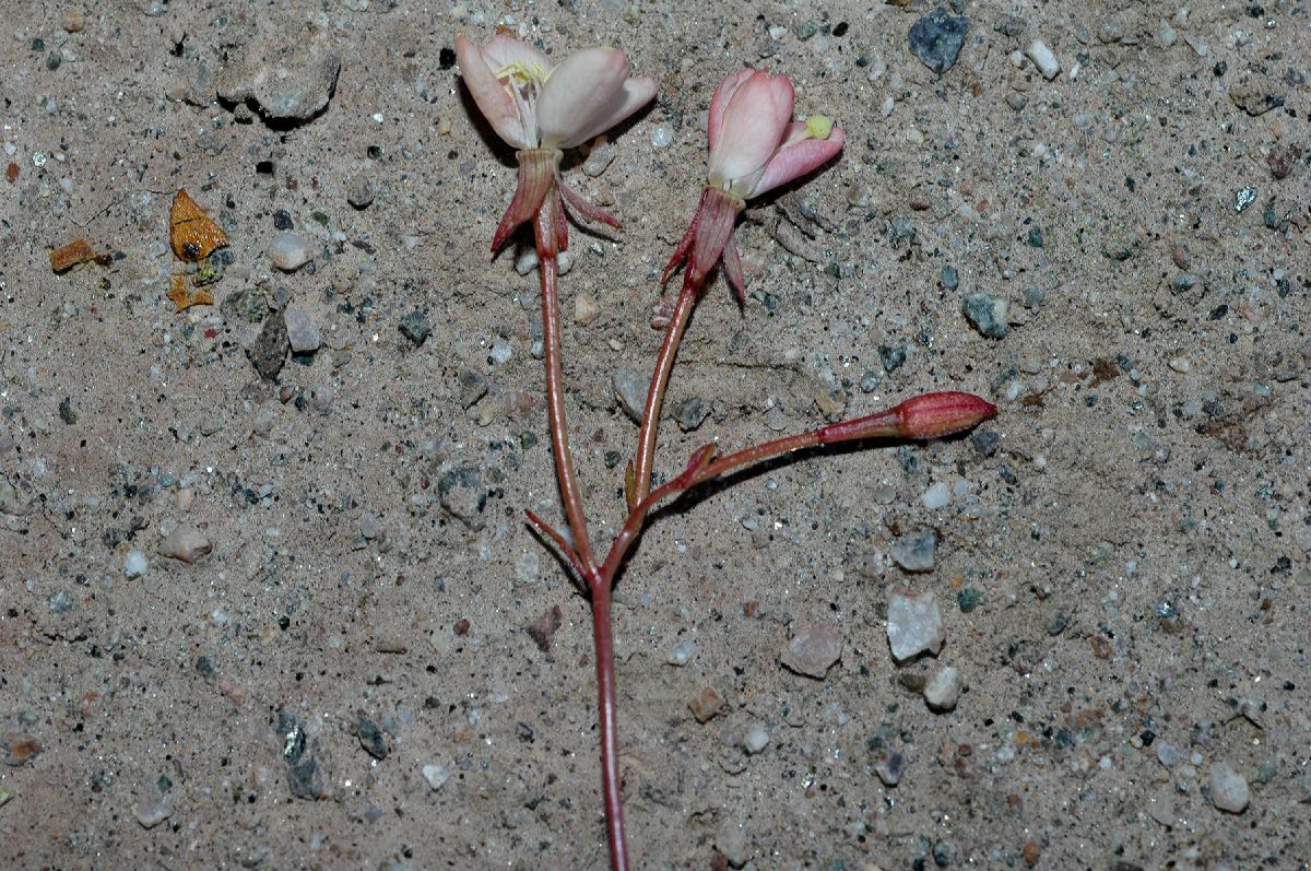 Onagraceae Camissonia refracta