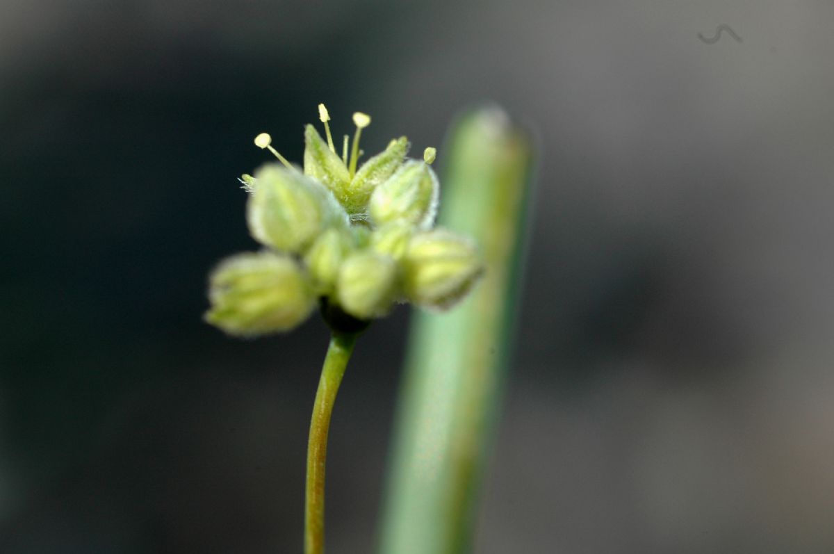 Polygonaceae Eriogonum inflatum