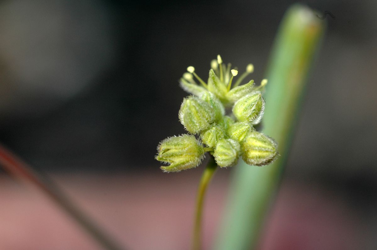 Polygonaceae Eriogonum inflatum