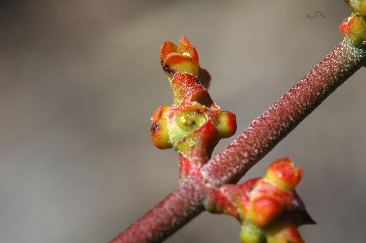 Viscaceae Phoradendron californicum