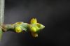 image of Phoradendron californicum