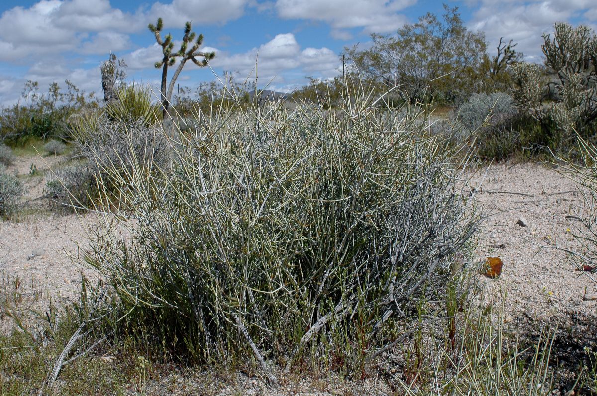 Ephedraceae Ephedra funerea