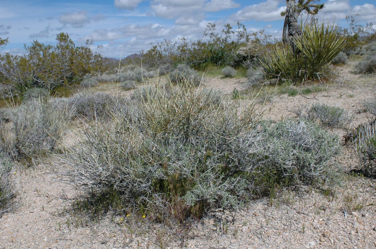 Ephedraceae Ephedra funerea