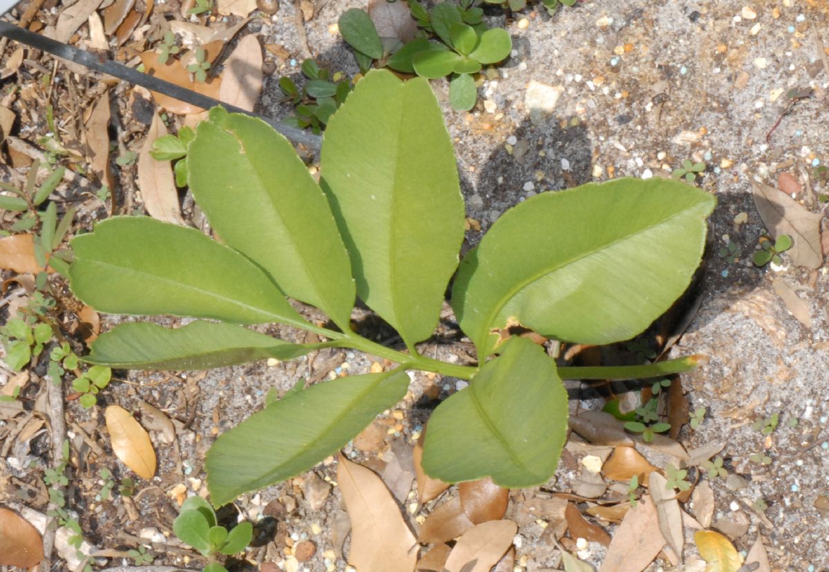 Stangeriaceae Stangeria eriopus