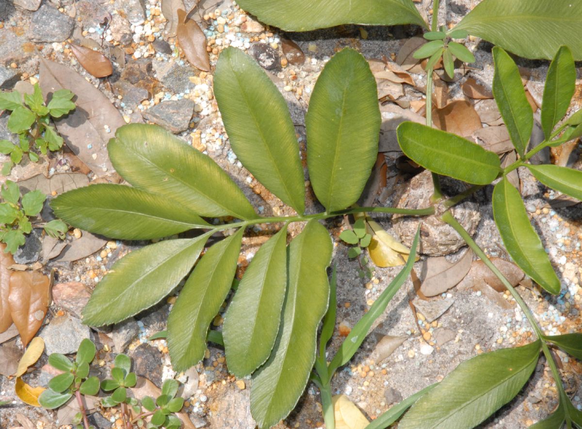 Stangeriaceae Stangeria eriopus