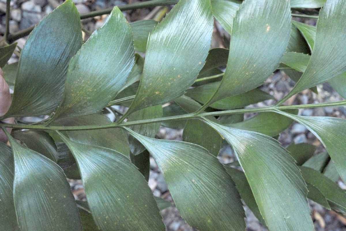 Stangeriaceae Bowenia serrulata