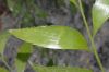 image of Bowenia serrulata