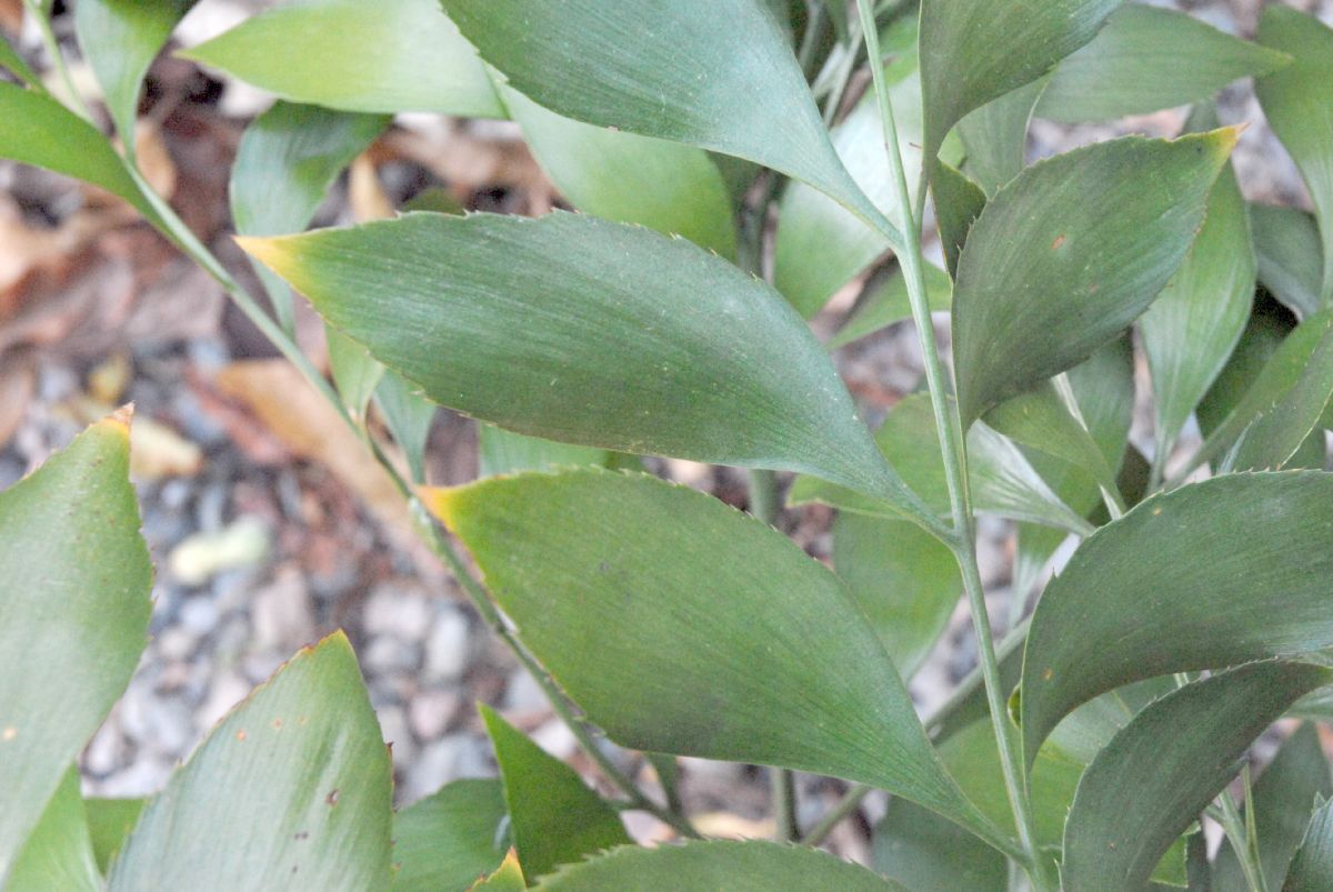 Stangeriaceae Bowenia serrulata