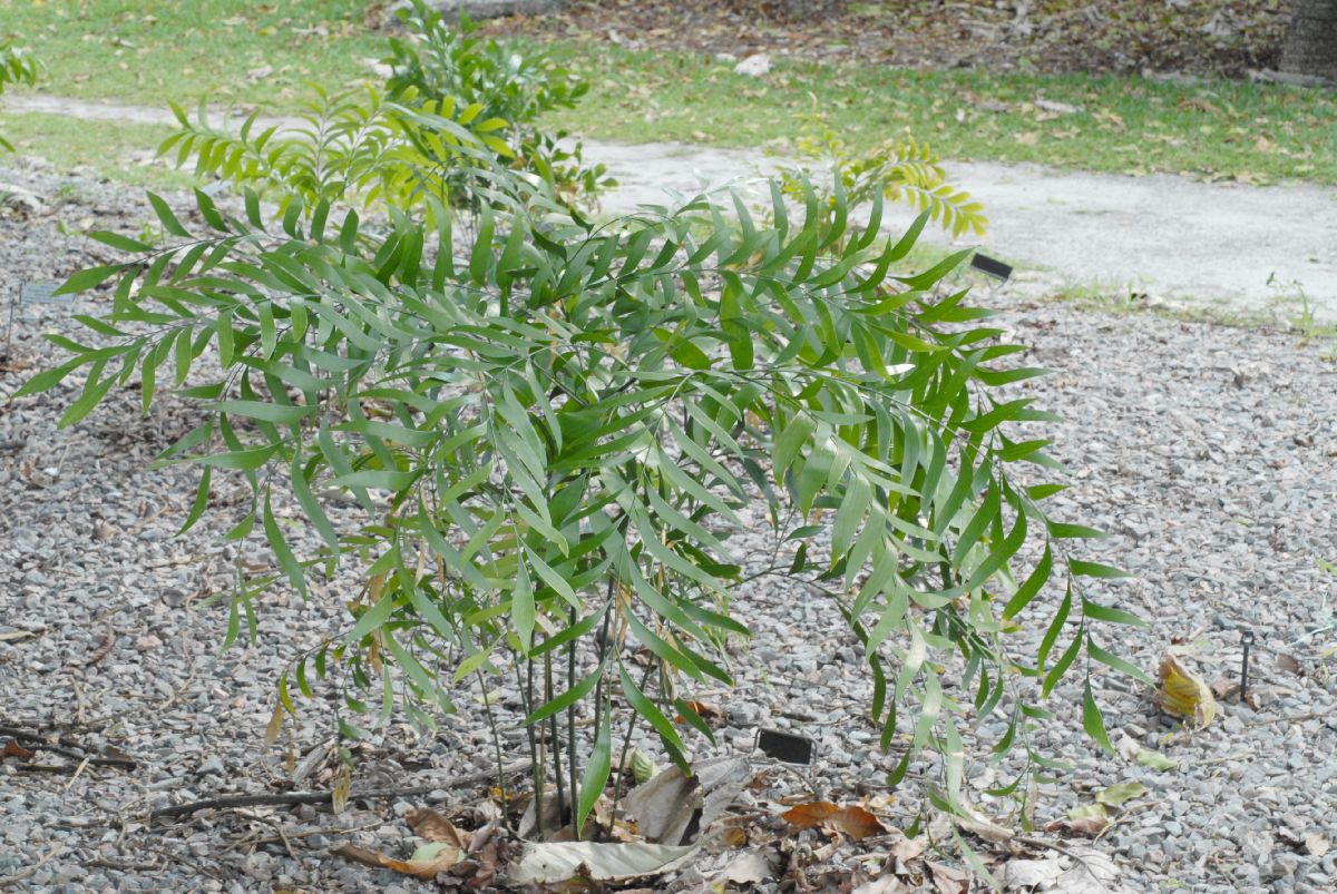 Stangeriaceae Bowenia spectabilis