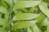 image of Bowenia spectabilis