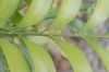 image of Bowenia spectabilis