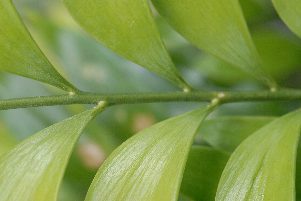 Stangeriaceae Bowenia spectabilis