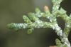 image of Juniperus osteosperma