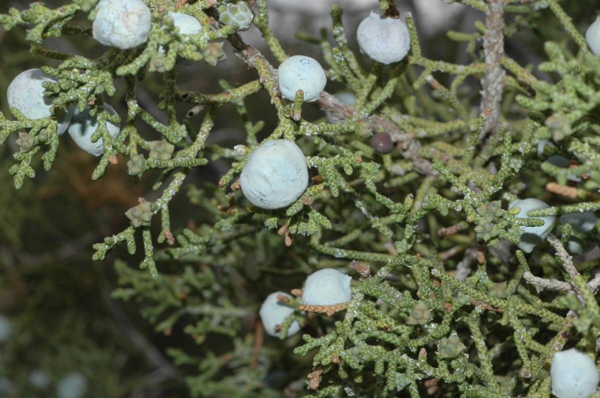 Cupressaceae Juniperus osteosperma