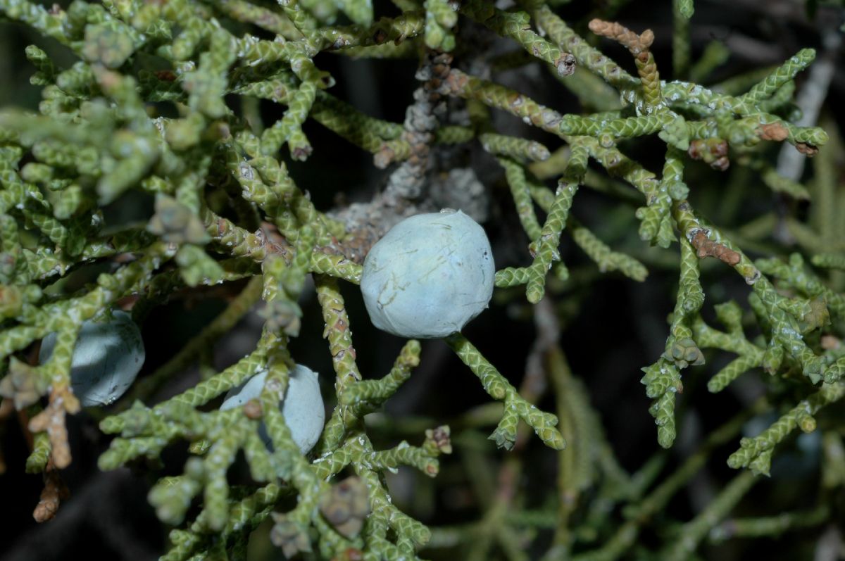 Cupressaceae Juniperus osteosperma