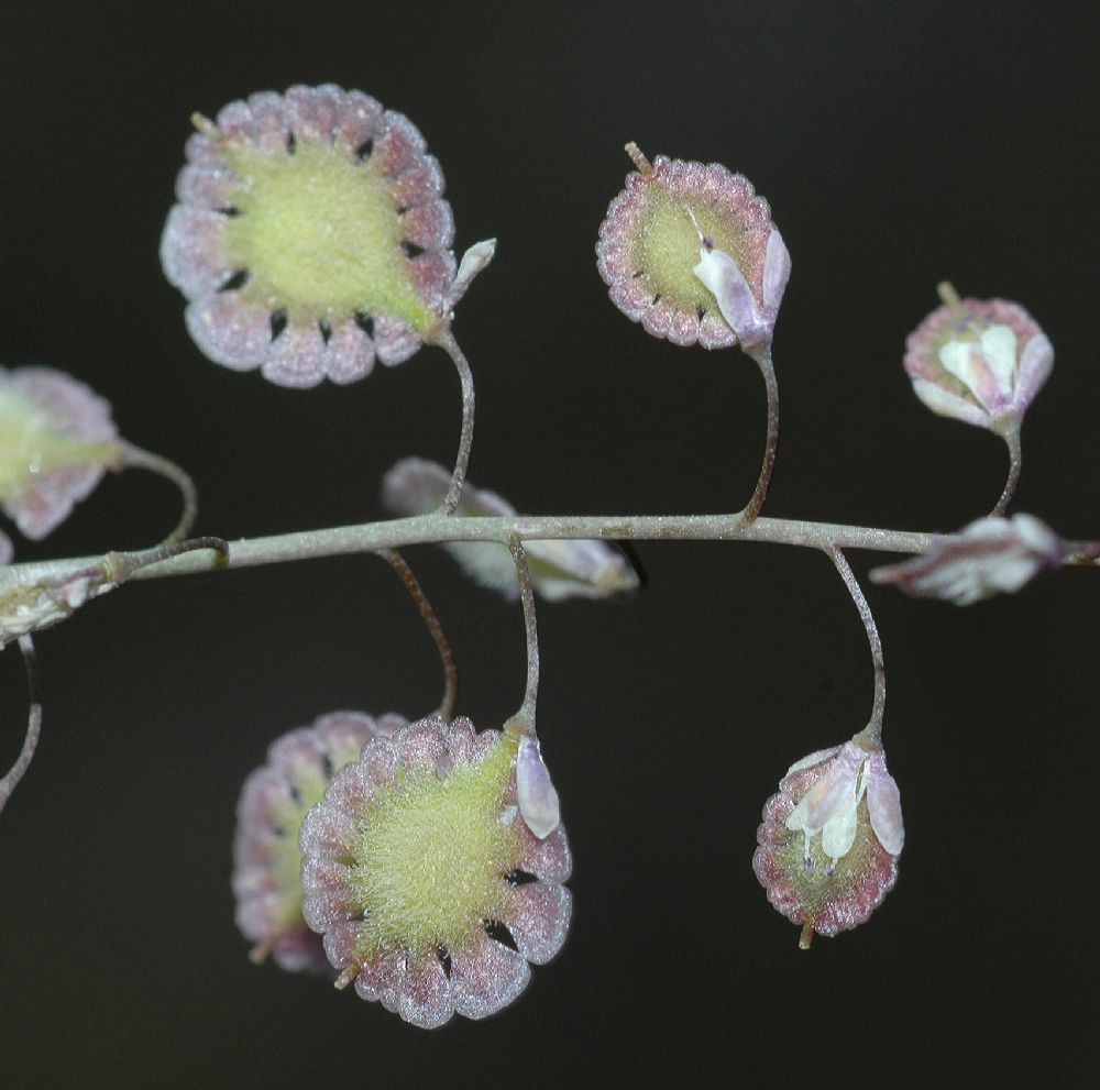 Brassicaceae Thysanocarpus laciniatus