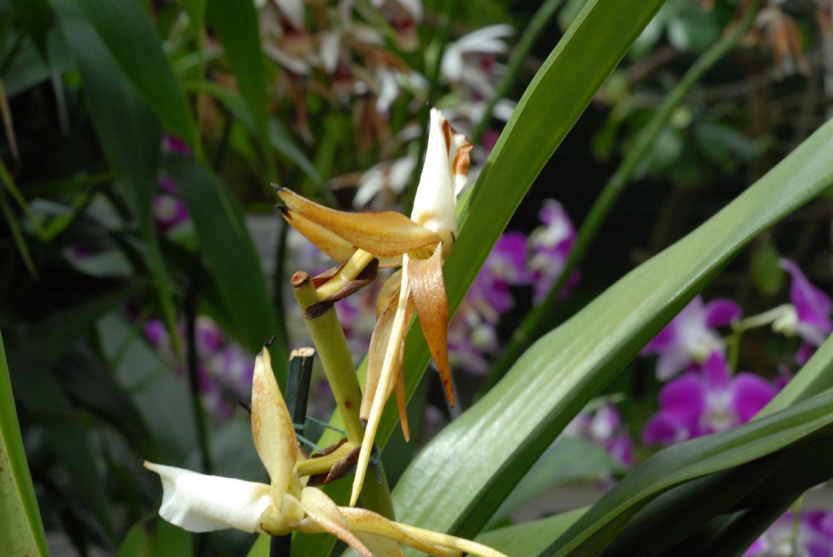 Orchidaceae Angraecum eburneum