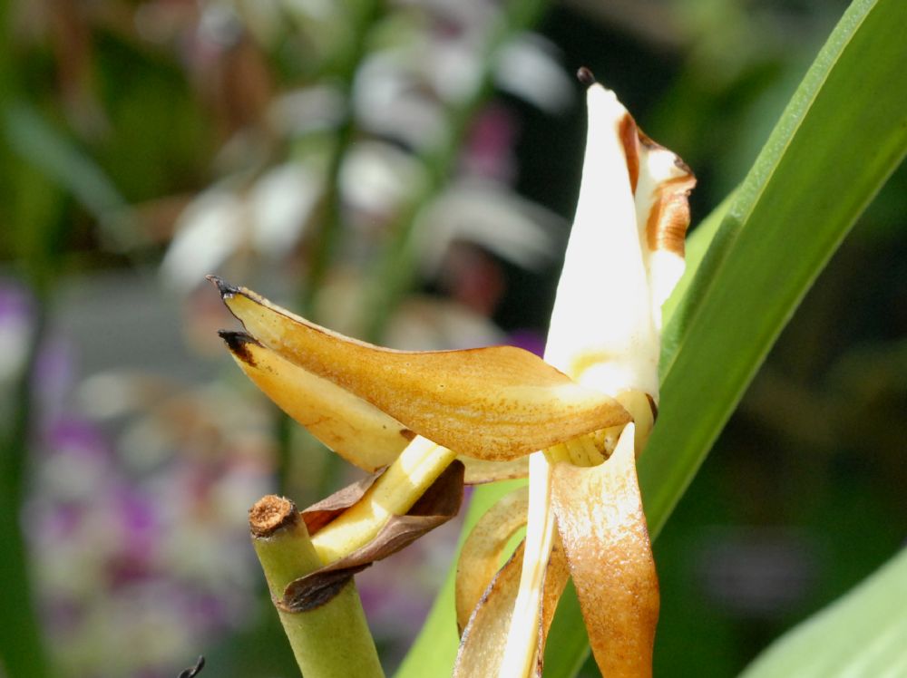 Orchidaceae Angraecum eburneum