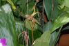 image of Bulbophyllum echinolabium