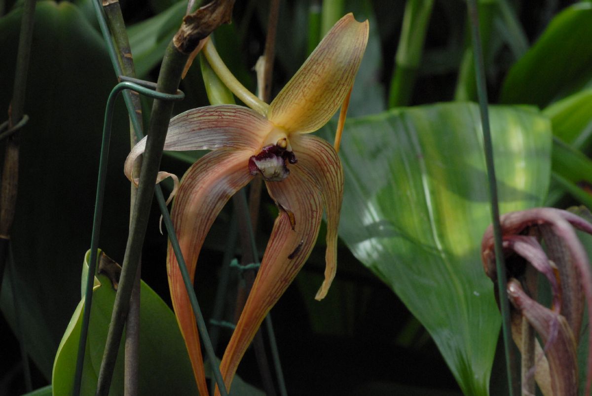 Orchidaceae Bulbophyllum echinolabium