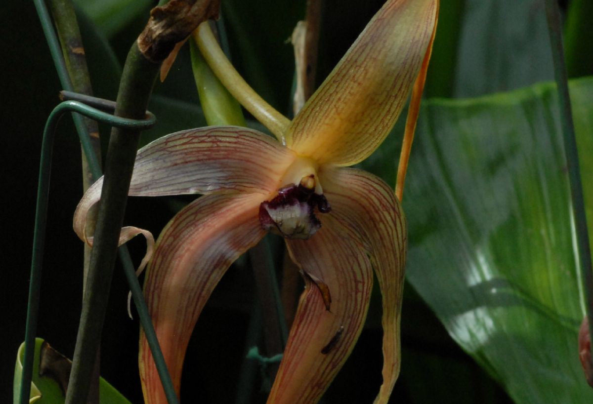 Orchidaceae Bulbophyllum echinolabium