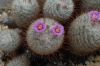 image of Mammillaria bombycina