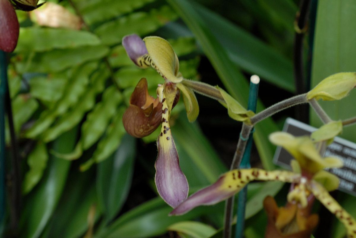 Orchidaceae Paphiopedilum lowii